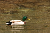 Anas platyrhynchos (Germano reale, maschio)
